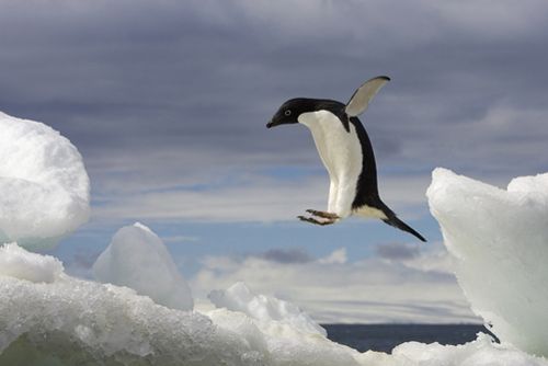 A penguin jumping from an ice floe into the water.