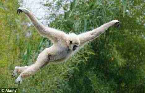 A gibbon jumping out of a tree, arms spread.