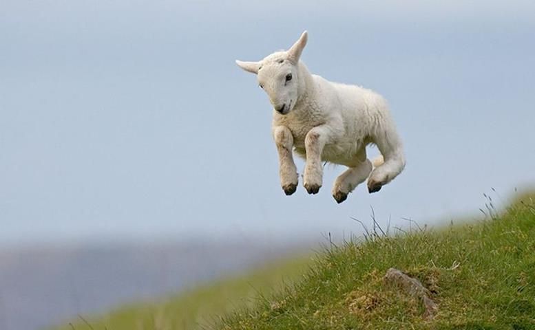 A baby goat, bouncing along a grassy hill.