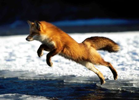 A red fox jumping across a gap in ice.
