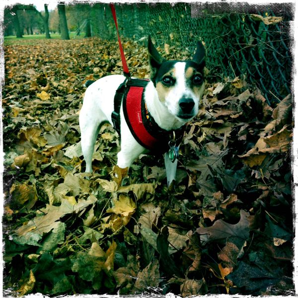 Rory, a small black & white rat terrier stands in a pile of fall leaves.