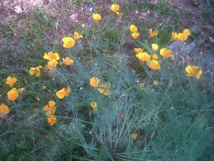  photo of bright organce california poppies