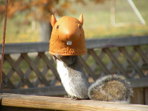 a squirrel eating from the squirrel-head-shaped squirrel feeder, from another direction