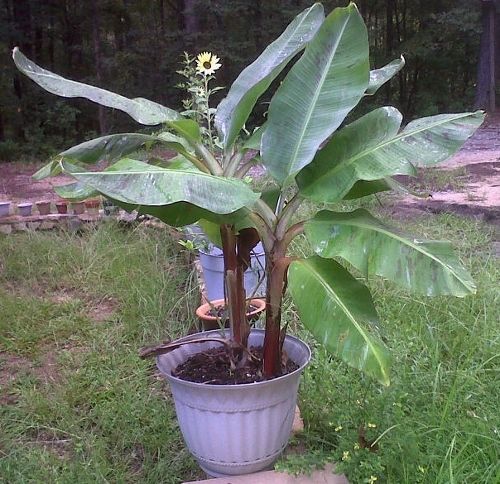 banana trees in pots