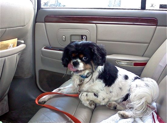 a black, white, and brown King Charles spaniel lies on the back seat of a car, licking his chops