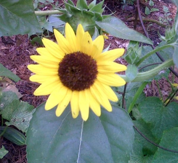 Sunflower leaning on trellis photo gardensunflower_zpsf5df19ab.jpg