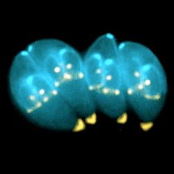 fluorescence micrograph of T. gondii in blue and yellow