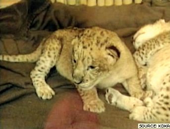 two week-old barbary lion cubs through glass