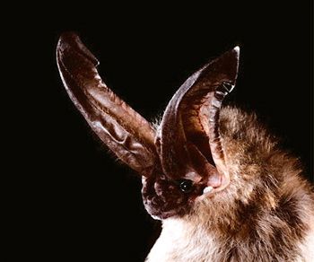 close-up of big-eared bat