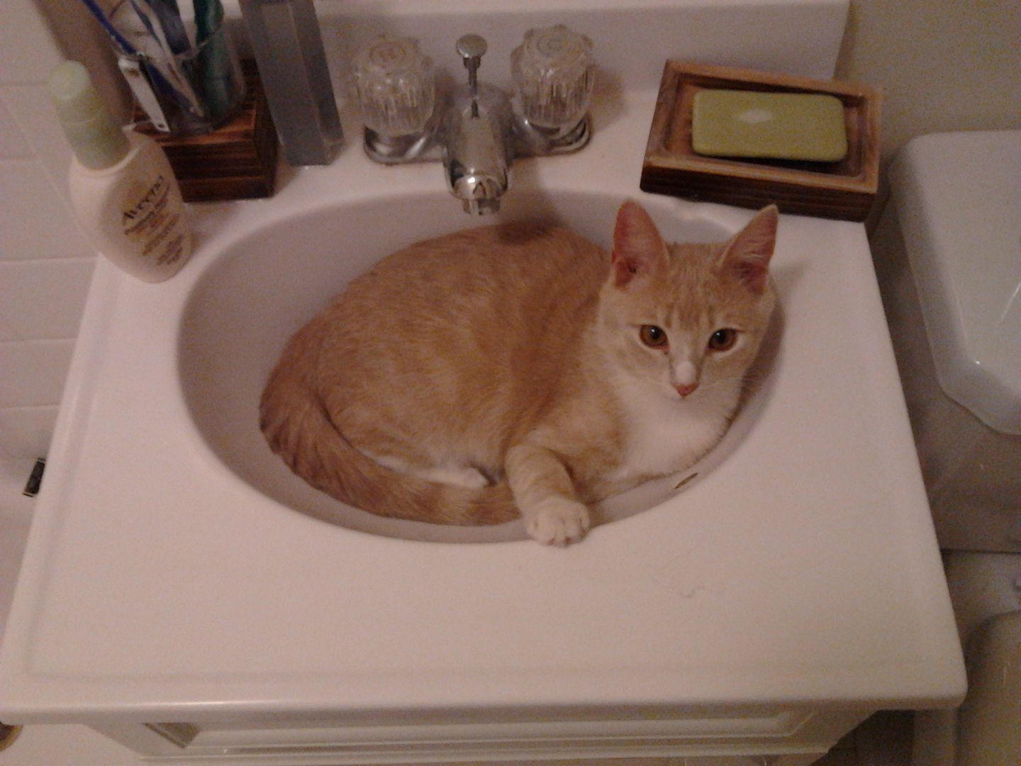 Jack in the sink