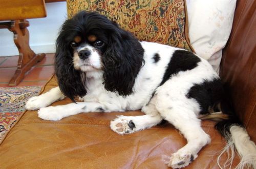 a small black, brown and white spaniel reclining on a leather sofa, delivering a plaintive gaze