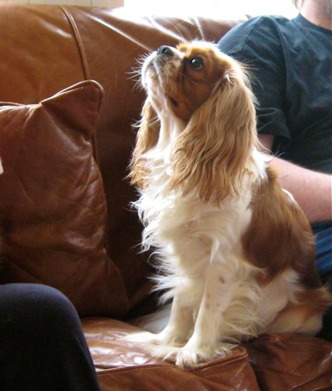 brown and white Cavalier King Charles spaniel on brown leather sofa