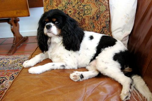a small black, brown and white spaniel reclining on a leather sofa
