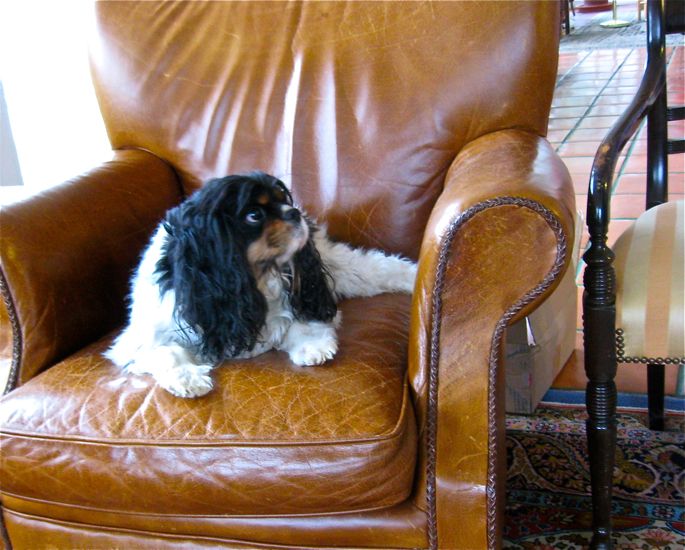 a black, white, and brown King Charles spaniel in a brown leather chair