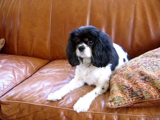 tri-color  spaniel on a leather couch