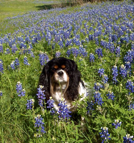 a black, white, and brown King Charles Spaniel in a field of bluebonnets