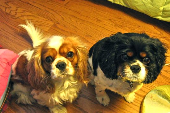 two cavalier king charles spaniels sitting on a wooden floor looking up at the camera