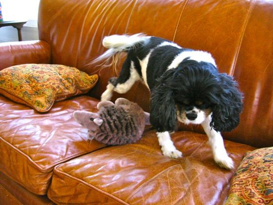 tri-color spaniel playing with a stuffed armadillo