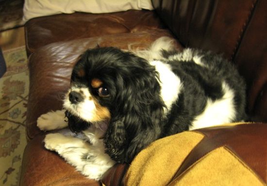 a black, white, and brown king charles spaniel sits on a brown leather couch
