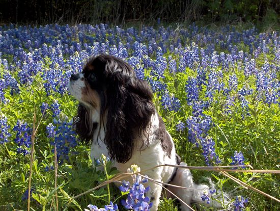 a black, white, and brown spaniel looks into the distance among bluebonnets