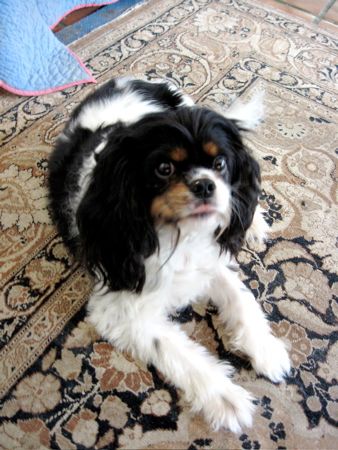 A black, white and brown spaniel looks up at the camera, licking his lips
