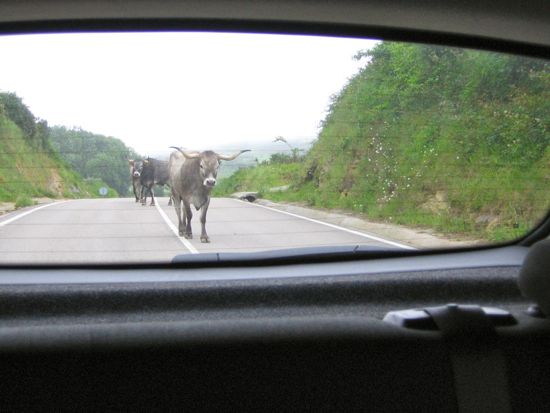 photo of longhorn cows through the back window of a car