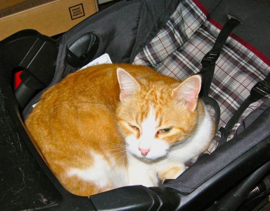 an orange-and-whie cat peers up at the camera from a plaid-lined stroller in a dimly-lit room