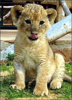 5-week-old barbary lion cub