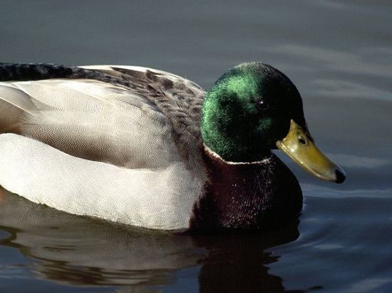 image of a mallard duck on the water