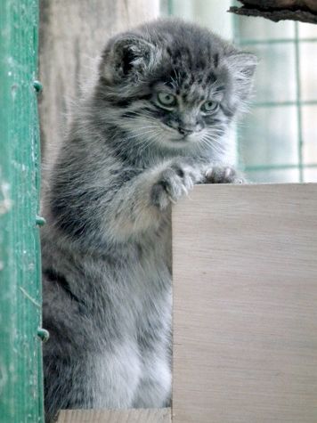 fluffy grey kitten with its paws on the edge of a wooden box