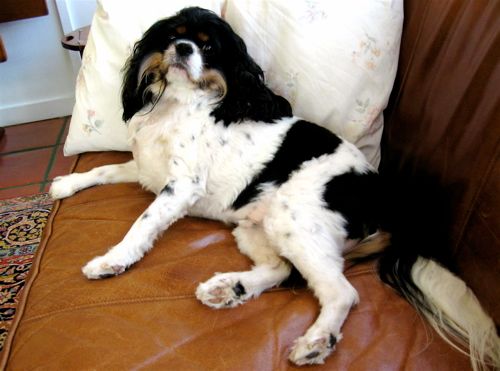 a small black, brown and white spaniel reclining on a leather sofa, rolled back to reveal his belly.