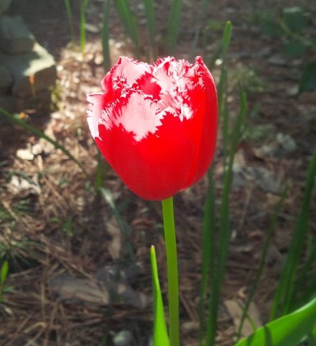 garden tulip photo gardentulip_zpsc51a81ce.jpg