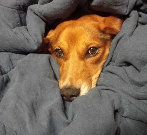  beagle face in the middle of blankets photo nellieface2500x458_zps9c0d85c1.jpg