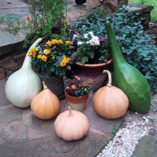 photo of gourds pumpkins and fall mums photo shakesgardgourds_zps3c3fbdf6.jpg