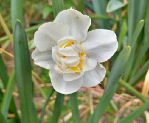Daffodil photo photo dafmay_zpsthq3snyq.jpg