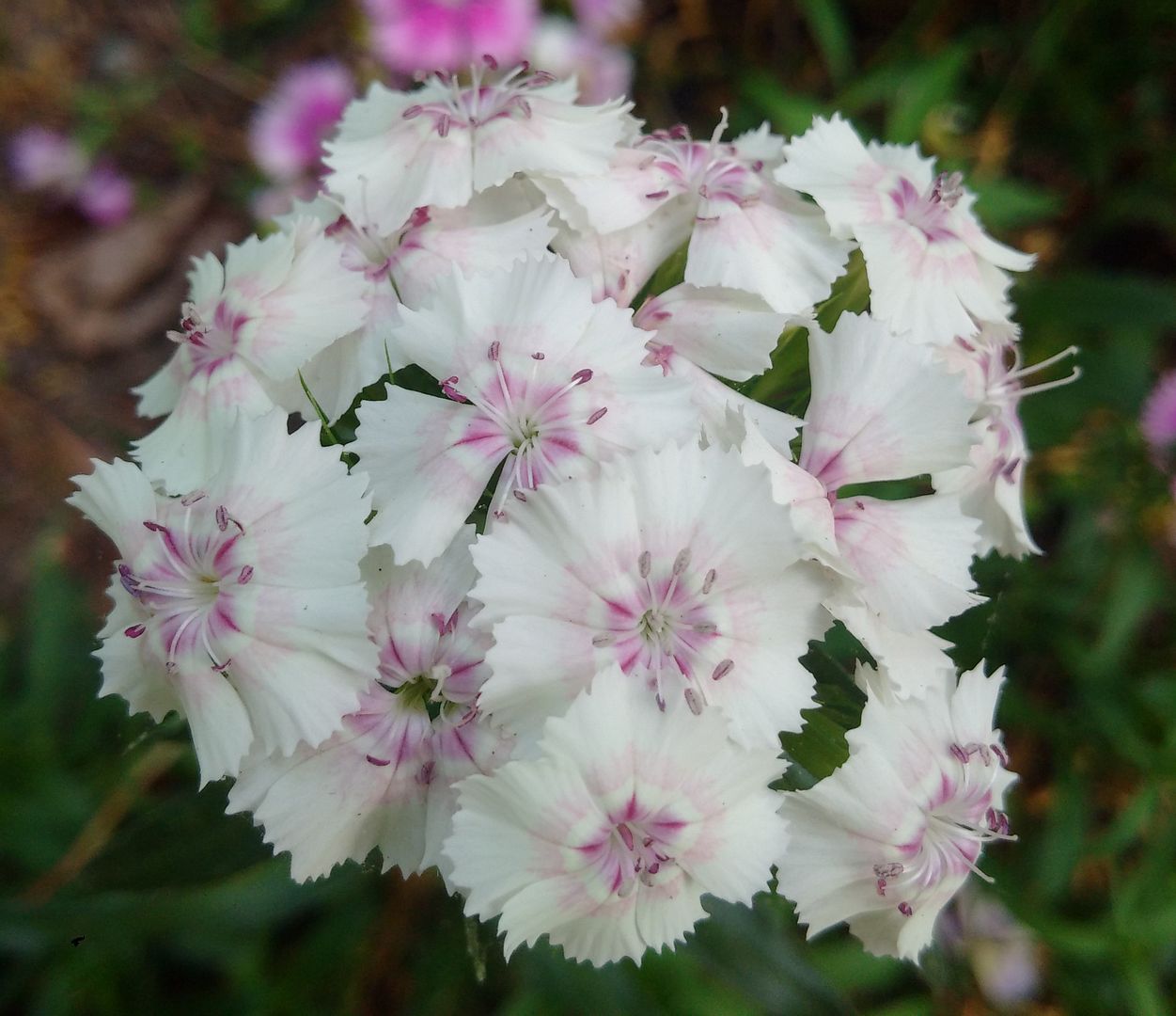 Photo_of_a_dianthus_flower photo dinathusmay_zpsjes4qey1.jpg