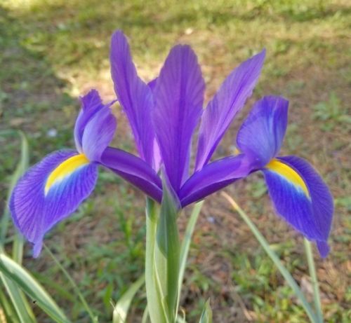  photo of purple Dutch Iris irismay_zps4bkw9t65.jpg