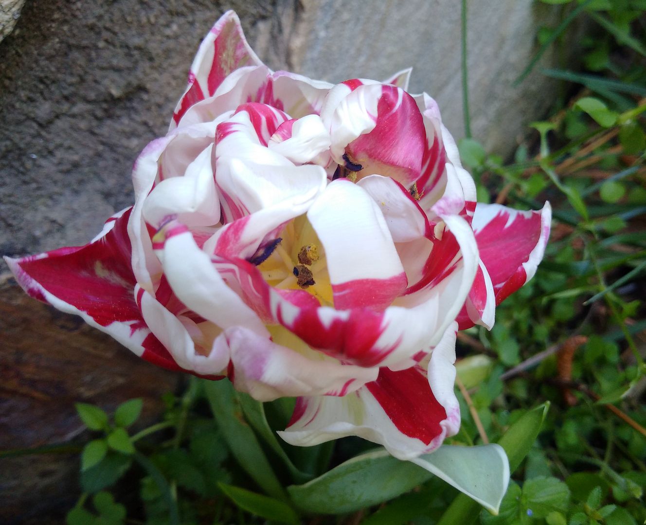Picture of a red and white double  flowered tulip photo tulipmay_zpskvoeytt3.jpg