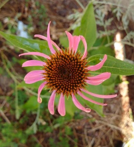 July coneflower photo julyechinacea_zpspqv9n225.jpg