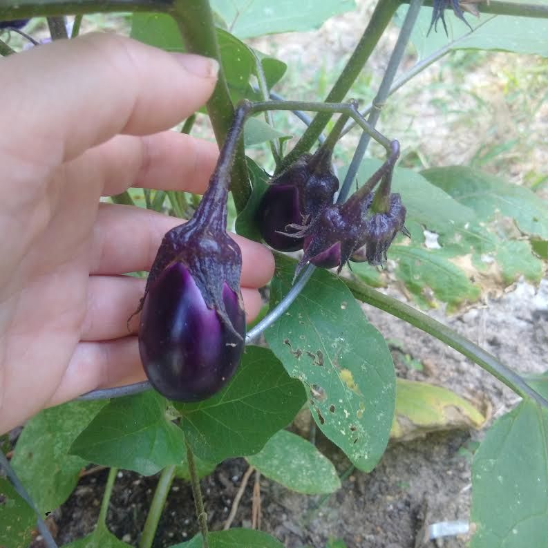 july eggplant bebe photo julyeggplant_zpsxgvhp85c.jpg