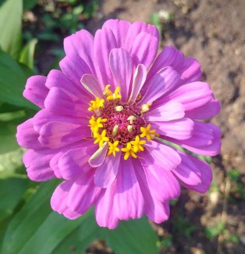 July pink zinnia photo julyzinnia_zpsljq3q2v2.jpg