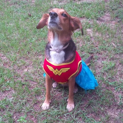  picture of a beagle mix dog in a Wonder WOman costume photo shakesnelliewondy_zps35ca9f28.jpg