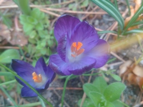  pictureofpurplecrocusphoto march2016crocus_zpszdsjdpwz.jpg