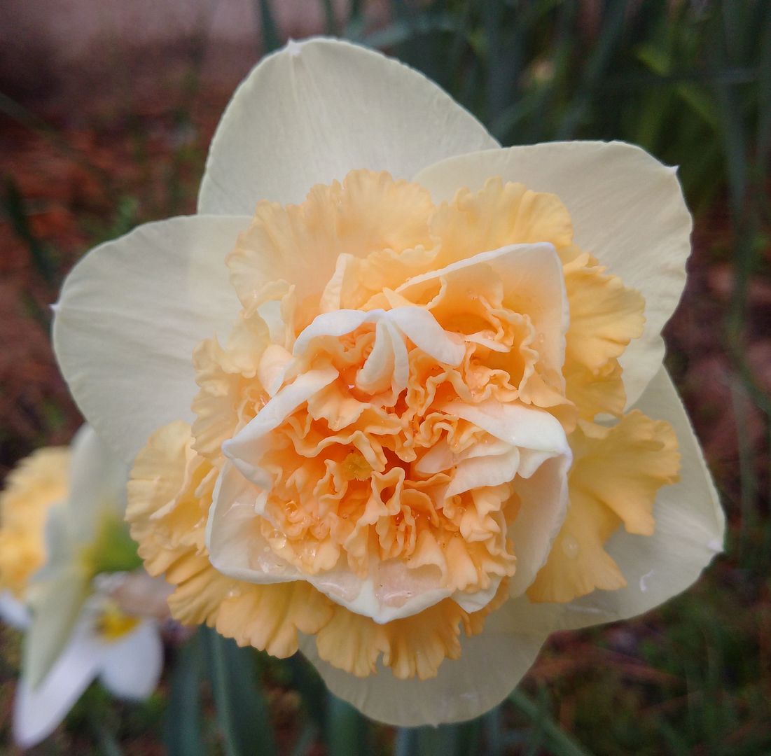  photo doubledaffodil march2016doubledaff_zpsvm2zdfhw.jpg