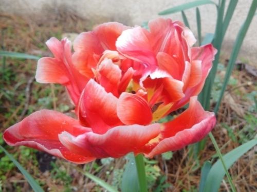 photoof red peonytulip photo march2016peonytulip_zpsgpo8mqjf.jpg