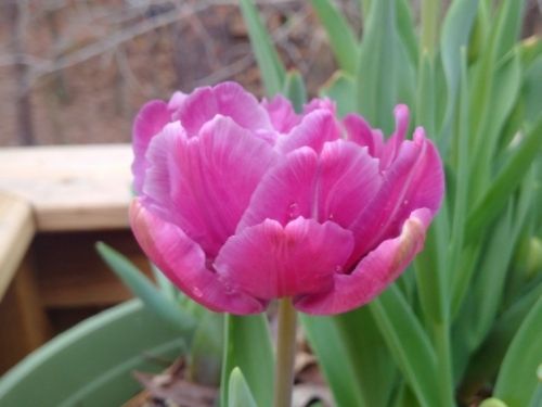  photo march2016purpletulip_zpspq1tmfyw.jpg