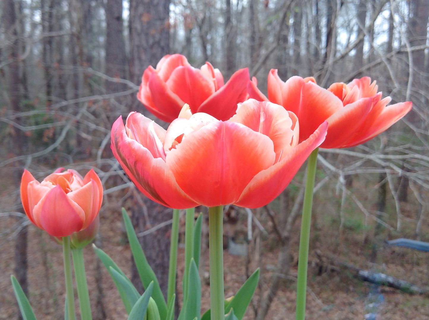  photo march2016threetulips_zpsgsok3qal.jpg