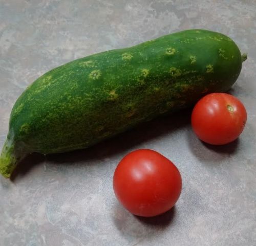 july cuke and tomatoes photo julycucketomato_zps2p5cxkjc.jpg