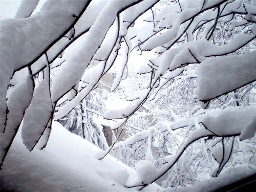 A snow-covered roof and a tree bent with the weight of snow
