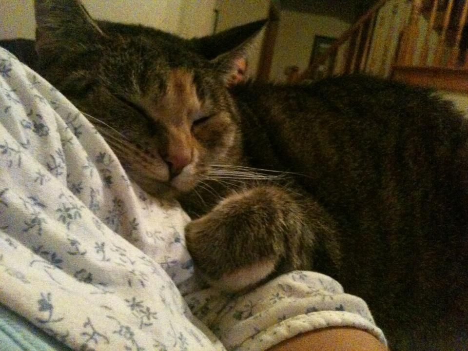 Zoe kitty hugging Misty's arm